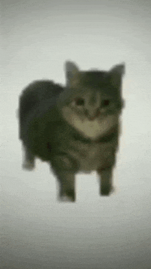 gif animado